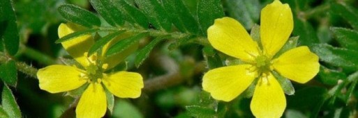Kotvičník - tribulus terrestris